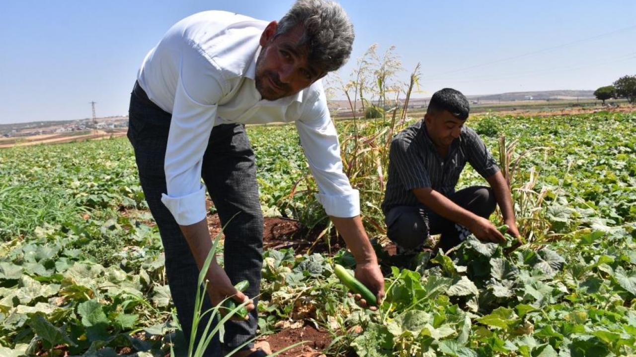 Gaziantep'te Hasat Dönemi Başladı: Çiftçiler Yüksek Verimle Sevinçli