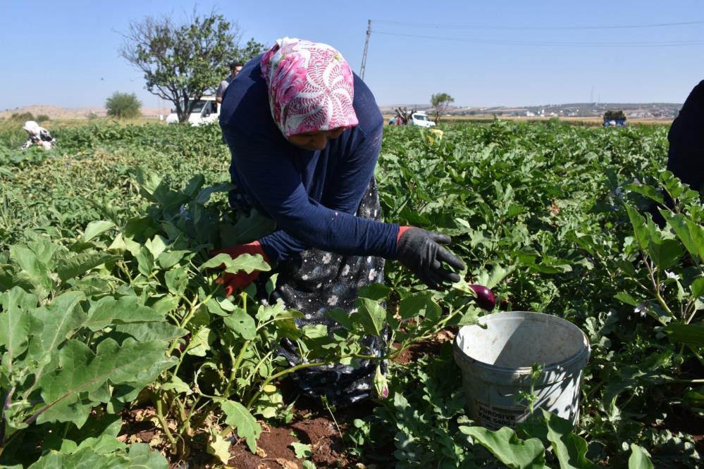 Gaziantep'te Hasat Dönemi Başladı: Çiftçiler Yüksek Verimle Sevinçli
