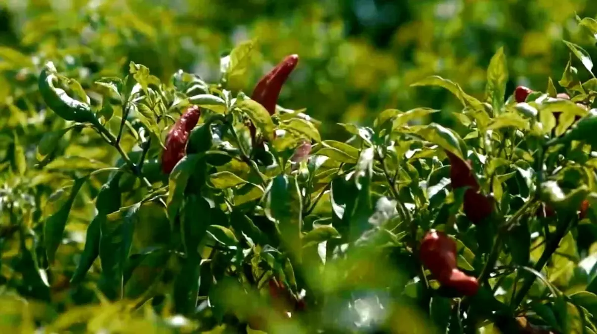 Gaziantep'te Kadınlar Kavurucu Sıcaklarda Biber Hasadı Yapıyor