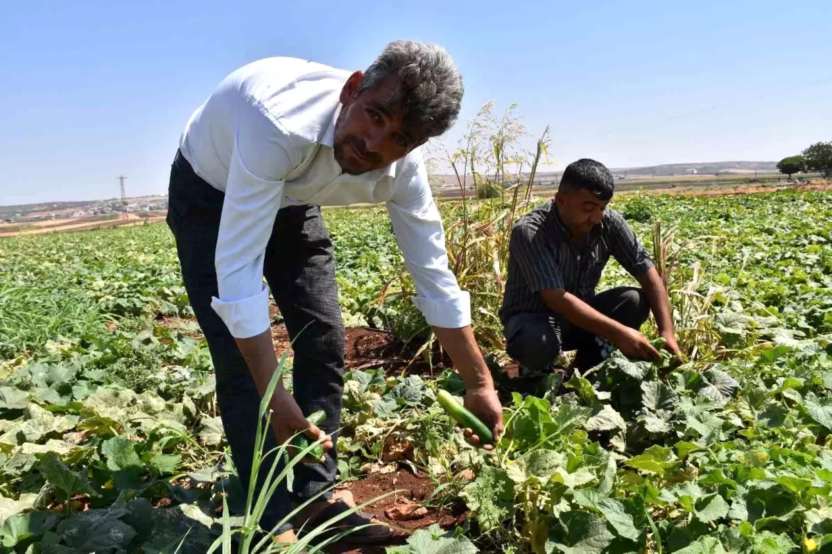 Gaziantep'te Ücretsiz Fidelerle Hasat Dönemi Başladı