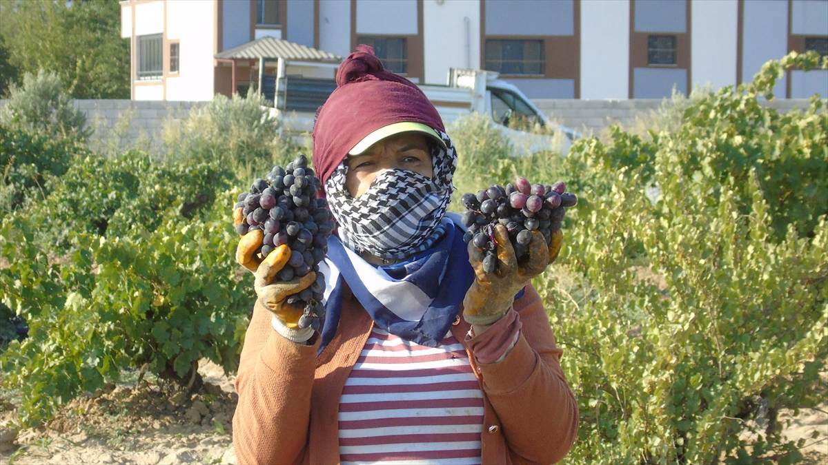 Gaziantep'te Üzüm Hasadı ve Zorlukları