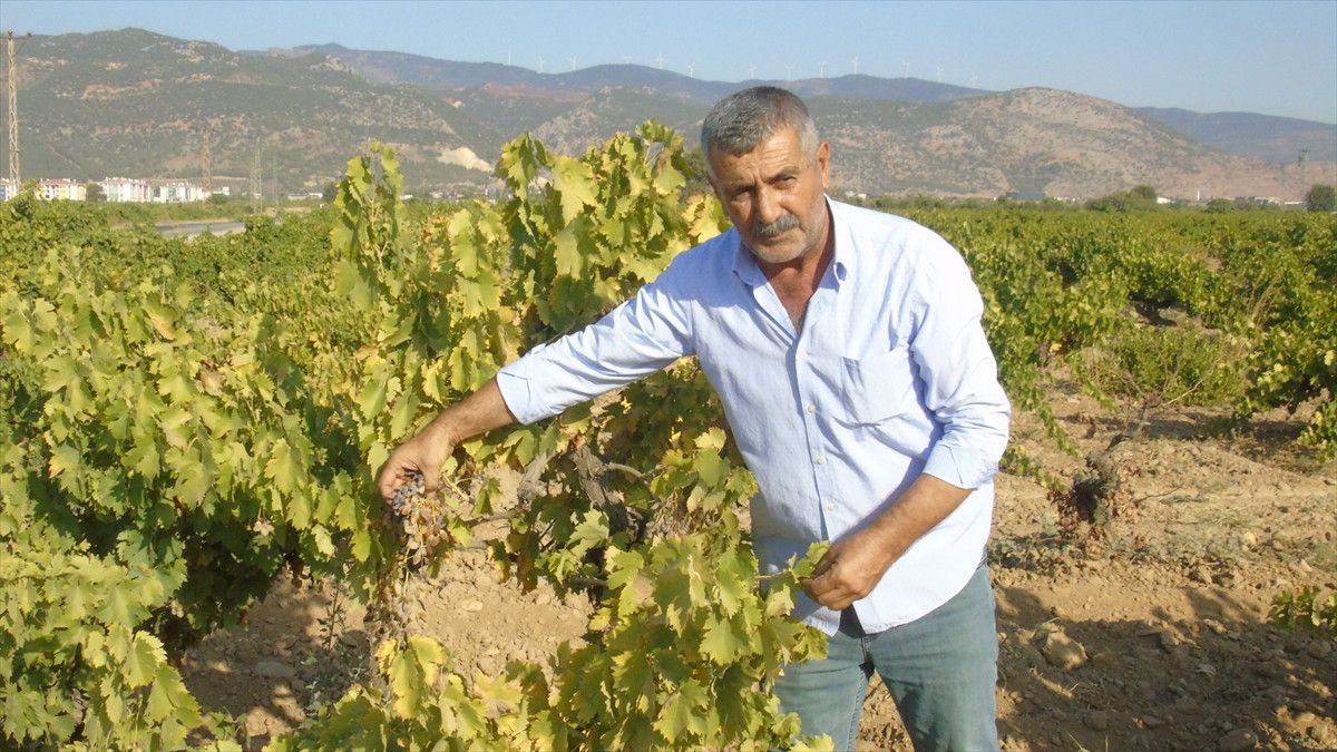 Gaziantep'te Üzüm Hasadı ve Zorlukları