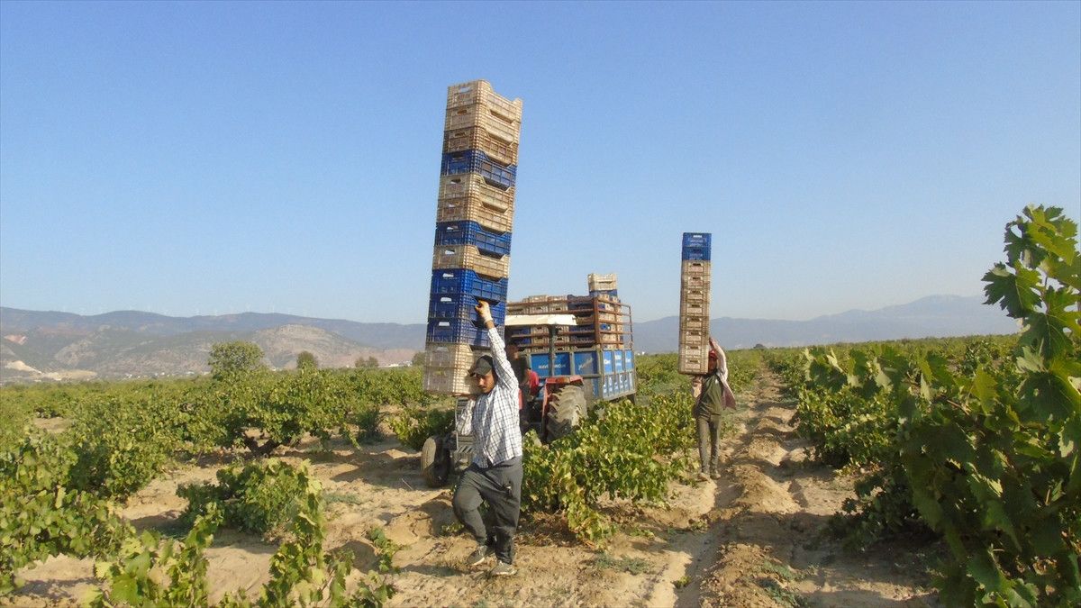Gaziantep'te Üzüm Hasadı ve Zorlukları