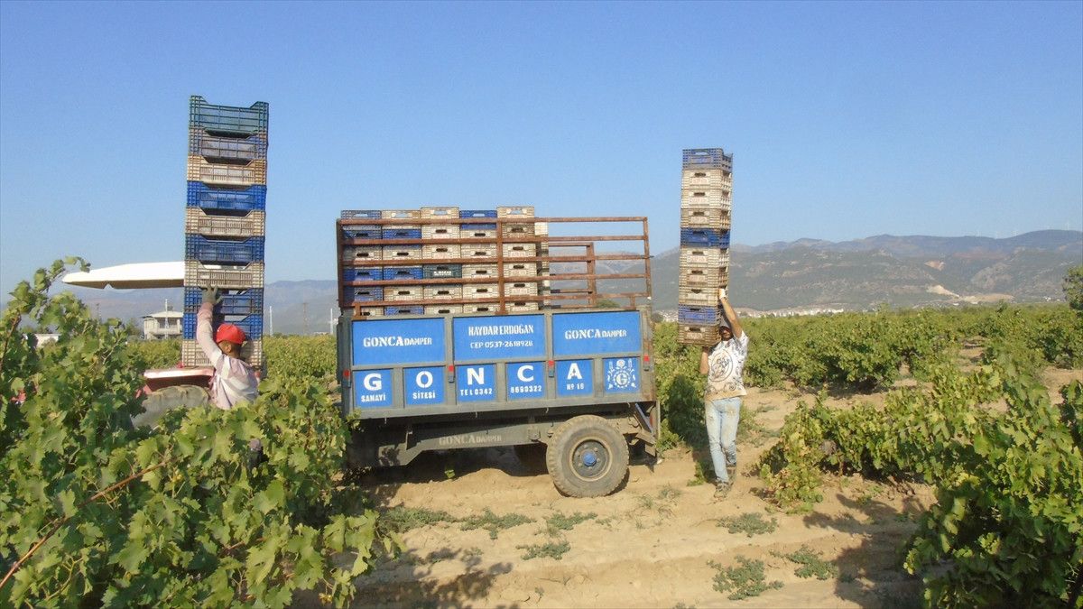 Gaziantep'te Üzüm Hasadı ve Zorlukları