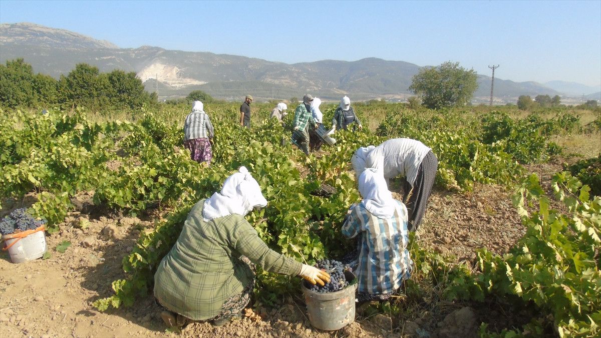 Gaziantep'te Üzüm Hasadı ve Zorlukları