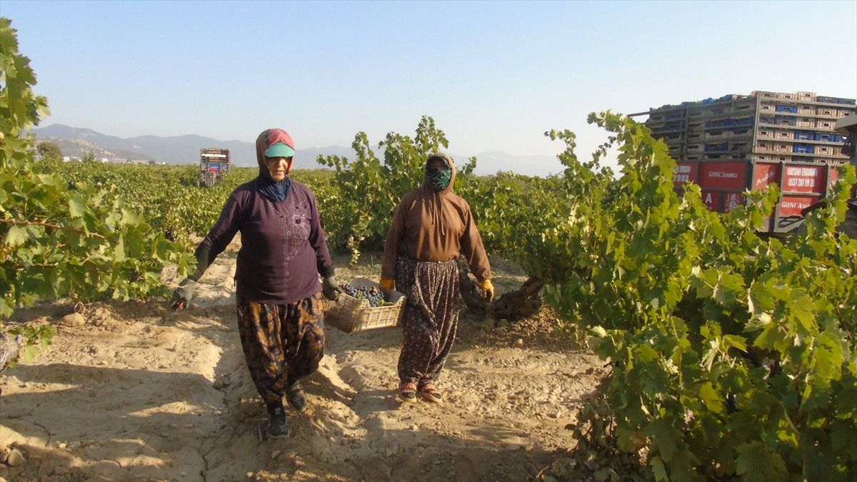Gaziantep'te Üzüm Hasadı ve Zorlukları