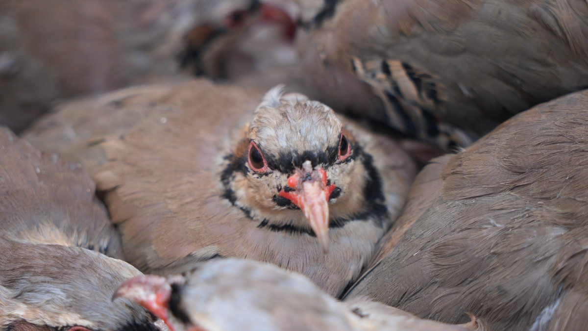 Kenelere Karşı Mücadelede 1 Milyona Yakın Keklik Doğaya Salındı