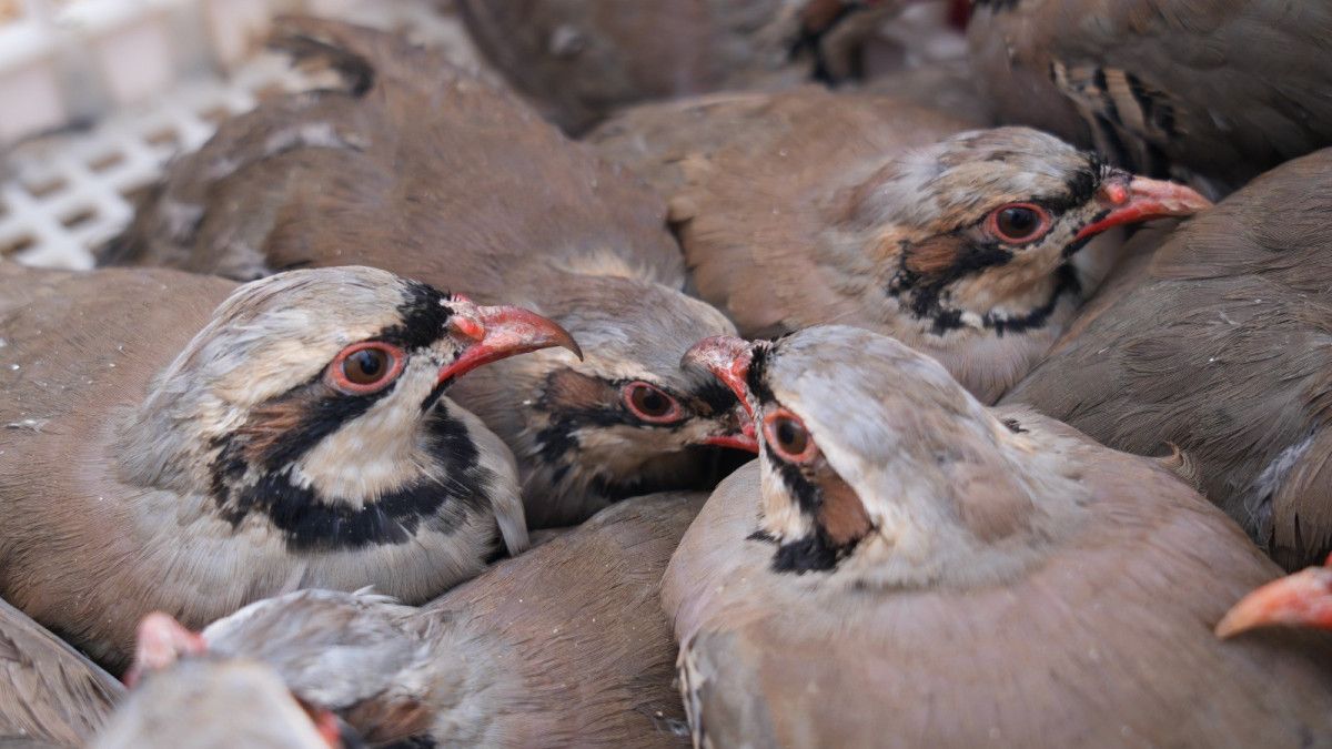 Kenelere Karşı Mücadelede 1 Milyona Yakın Keklik Doğaya Salındı