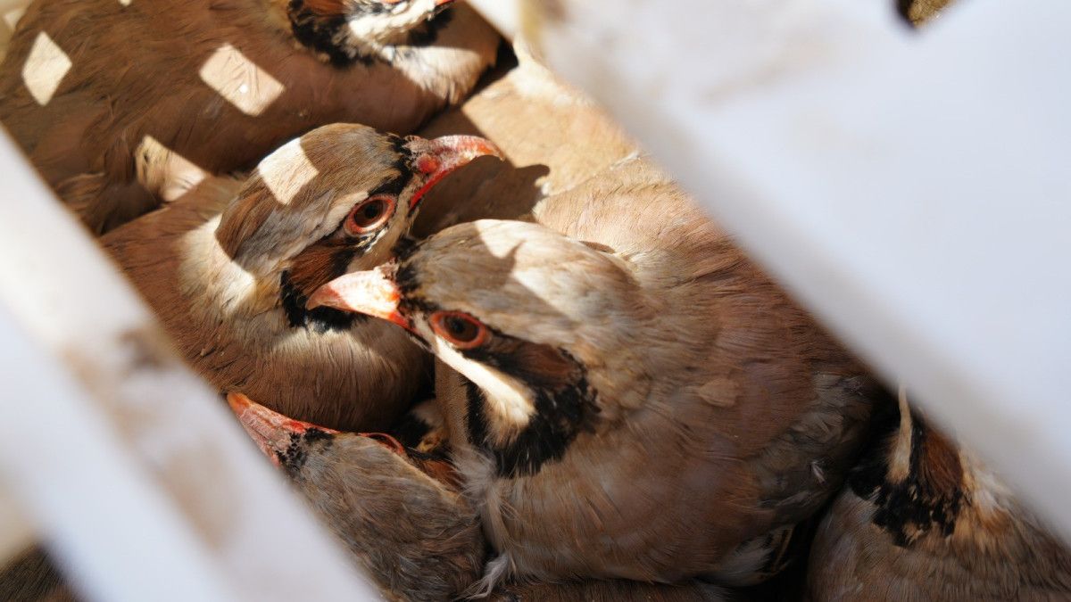 Kenelere Karşı Mücadelede 1 Milyona Yakın Keklik Doğaya Salındı