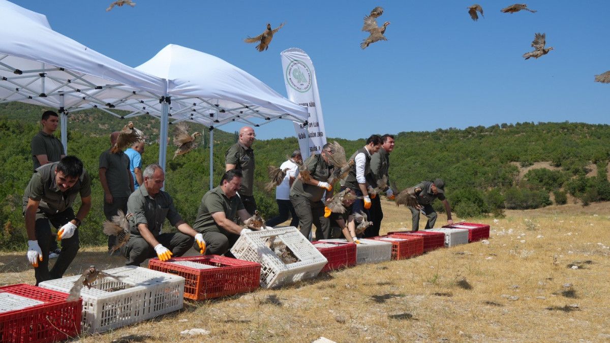 Kenelere Karşı Mücadelede 1 Milyona Yakın Keklik Doğaya Salındı