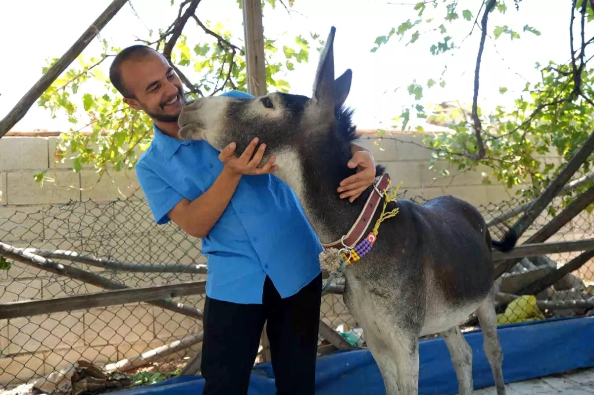 Ömer Sezgin'in Mardin'den Sahiplenip Getirdiği Yavru Eşek