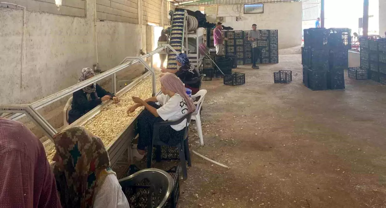 Araban Sarımsağı İçin Türkiye'nin İlk Yerli Tohum Tesisi Kuruldu