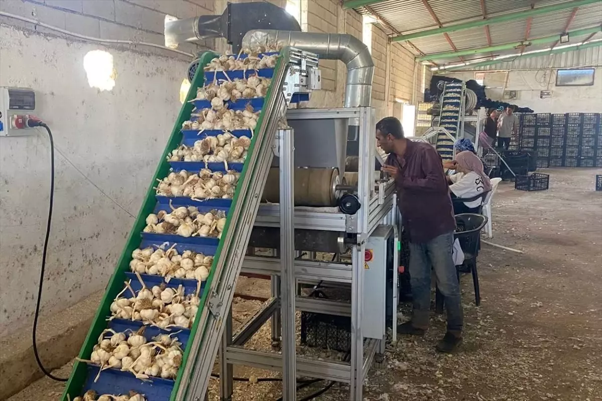 Araban Sarımsağı Tohum Üretimi için Yeni Tesis Kuruldu