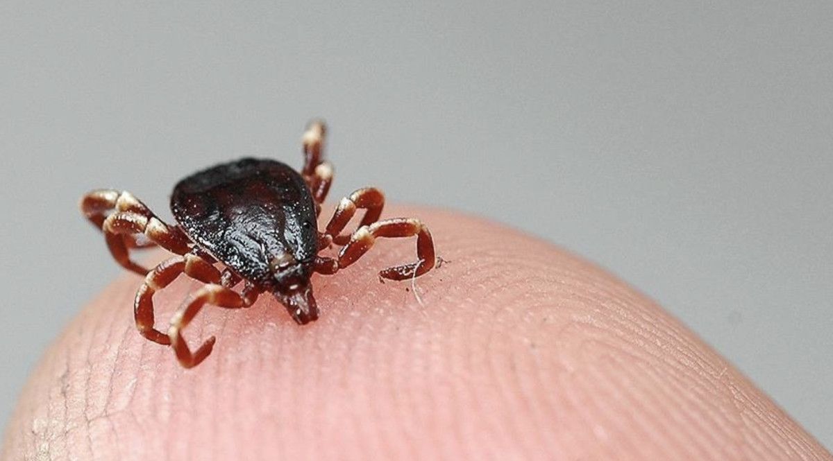 Doğada 982 bin 892 keklik ve sülünle kene mücadelesi