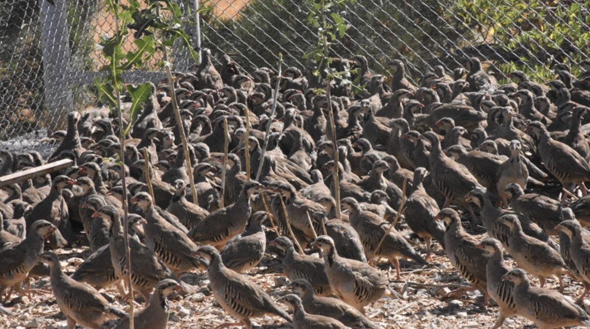 Doğada 982 bin 892 keklik ve sülünle kene mücadelesi