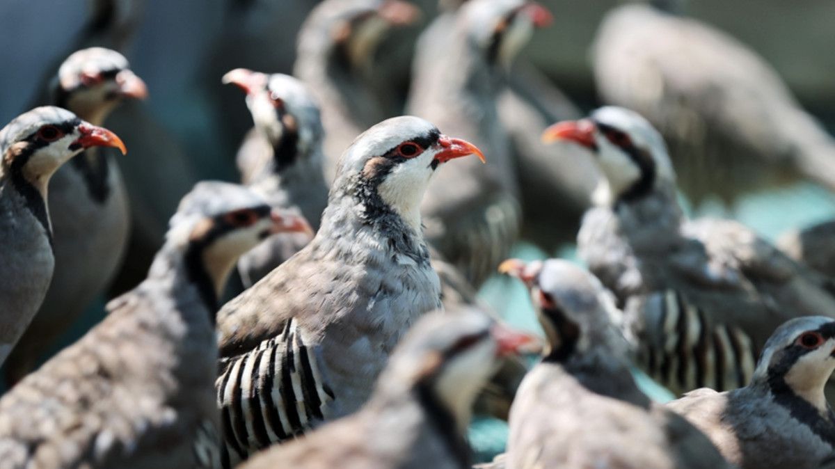 Doğada 982 bin 892 keklik ve sülünle kene mücadelesi