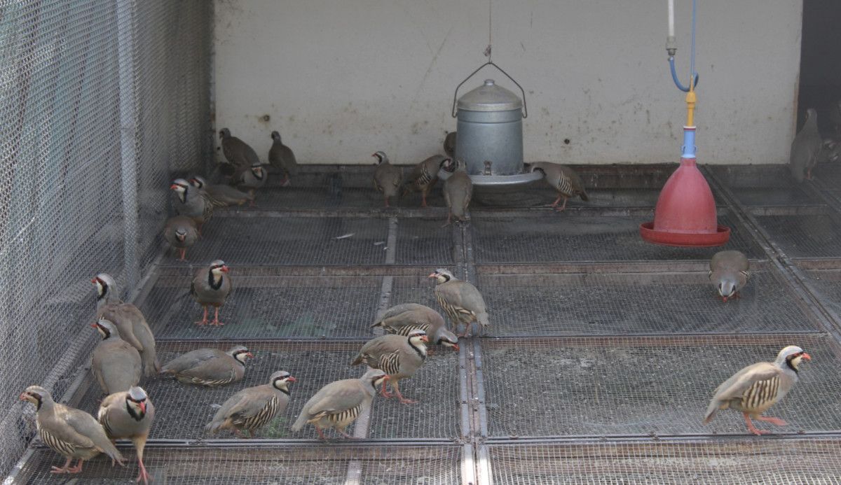 Doğada 982 bin 892 keklik ve sülünle kene mücadelesi