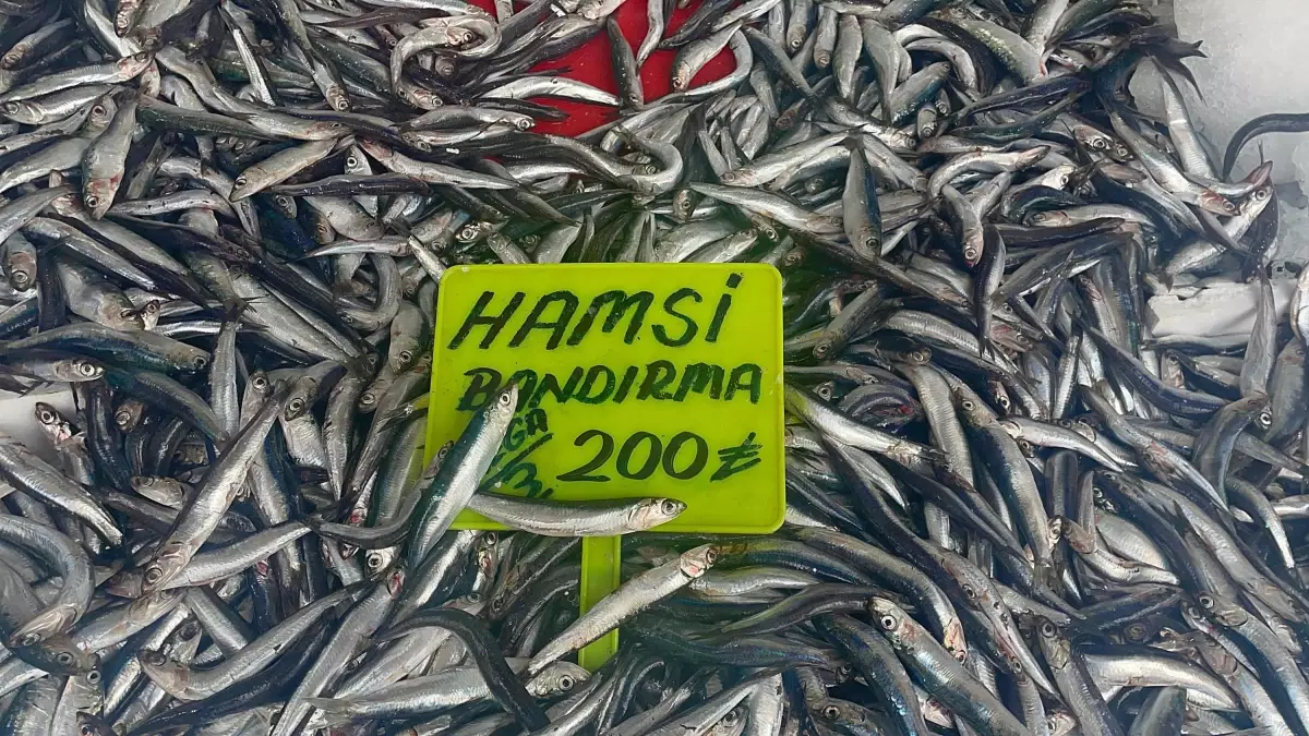 Ege Denizi'nde Balık Bereketi