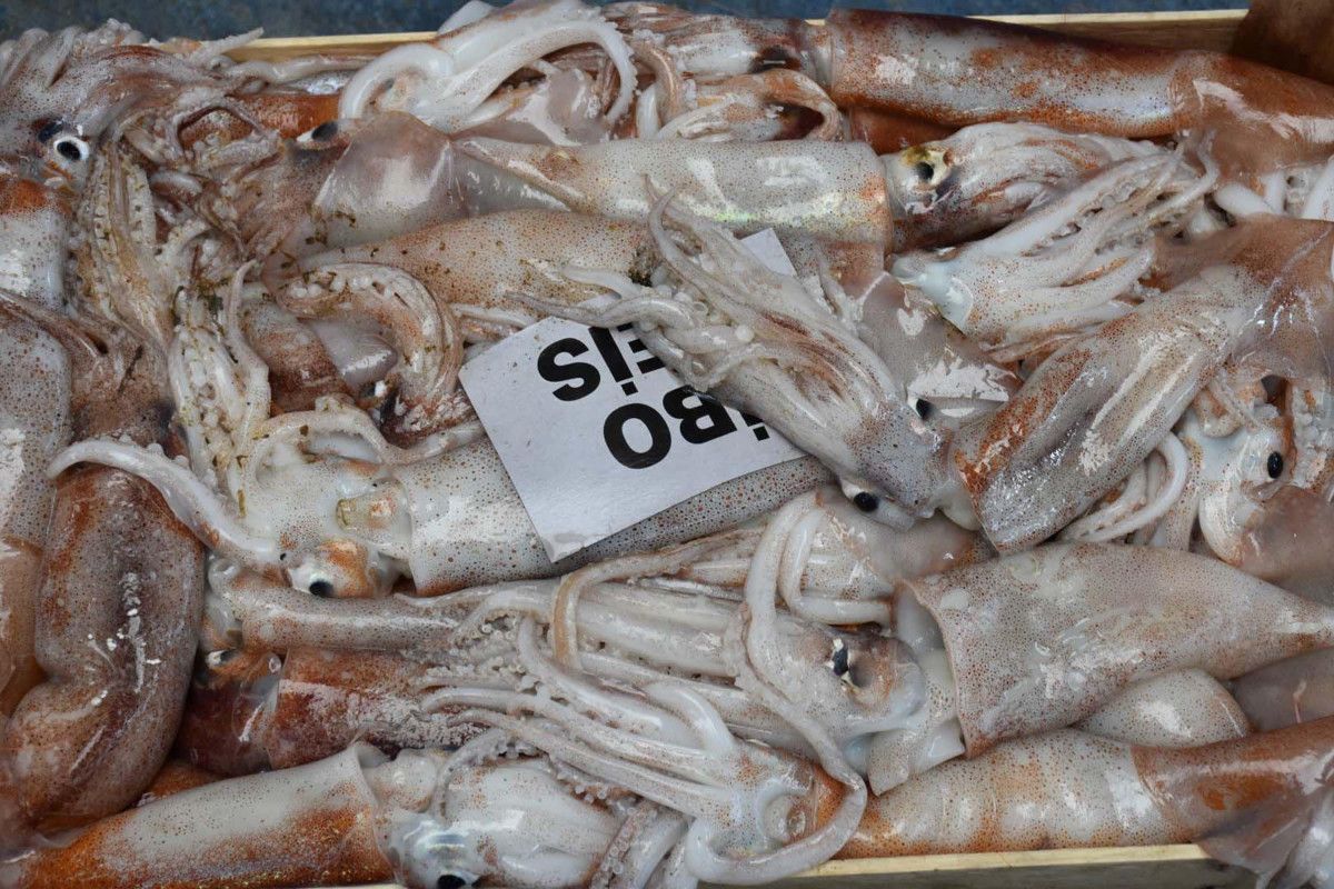 Ege Denizi'nde Balık Avcılığı Sezonu Başladı: Hamsi ve Sardalya Bereketi