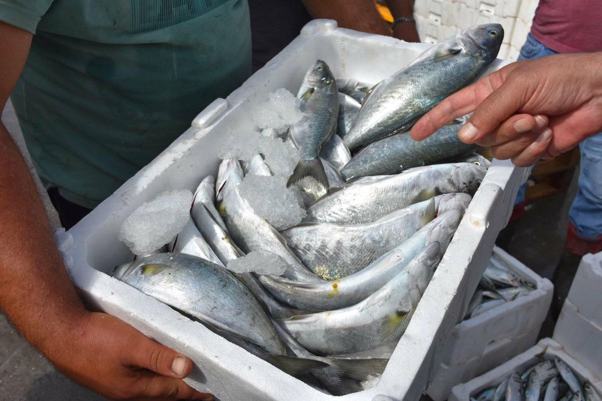 Ege Denizi'nde Balık Avcılığı Sezonu Başladı: Hamsi ve Sardalya Bereketi