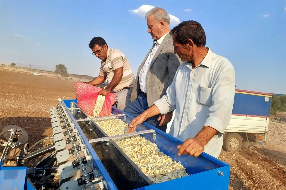 Gaziantep Araban Sarımsağında 2026 Ekim Sezonu Başladı