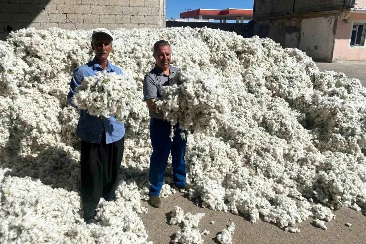 Gaziantep Araban'da 2024 Pamuk Hasadı Başladı: Beyaz Altın Hasadının İlk Günleri