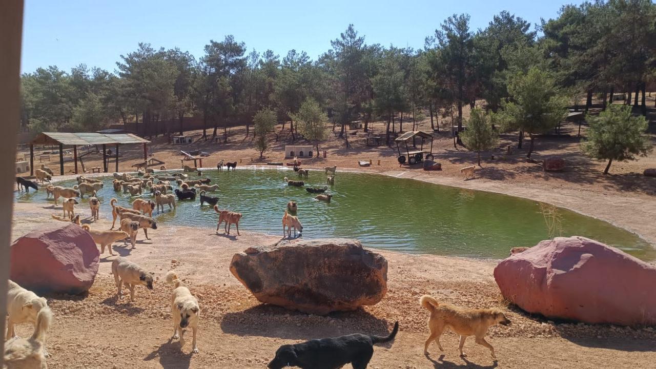 Gaziantep Büyükşehir Belediyesi'nden Sokak Hayvanları Bakım Evi İddialarına Kesin Yalanlama