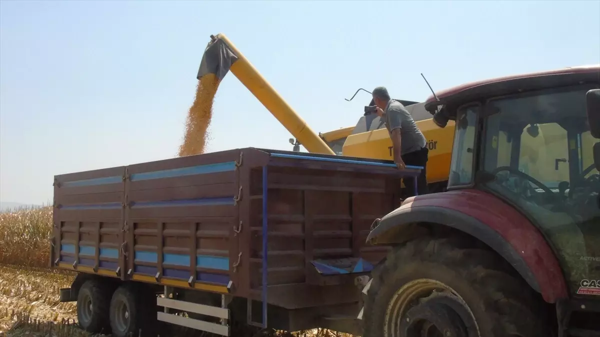 Gaziantep İslahiye ve Nurdağı'nda Yağlık Mısır Hasadı Başladı