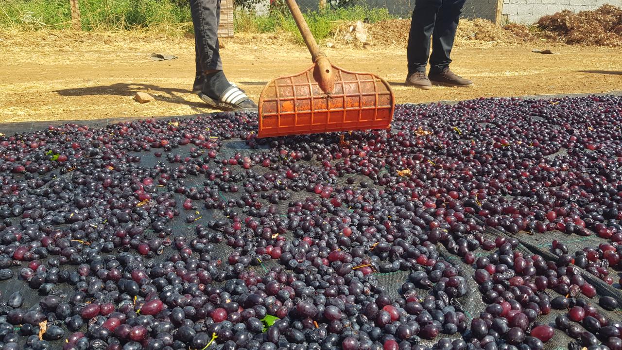 Gaziantep'in Tescilli Üzümlerinin Kurutulmasıyla Kış Hazırlıkları Başladı
