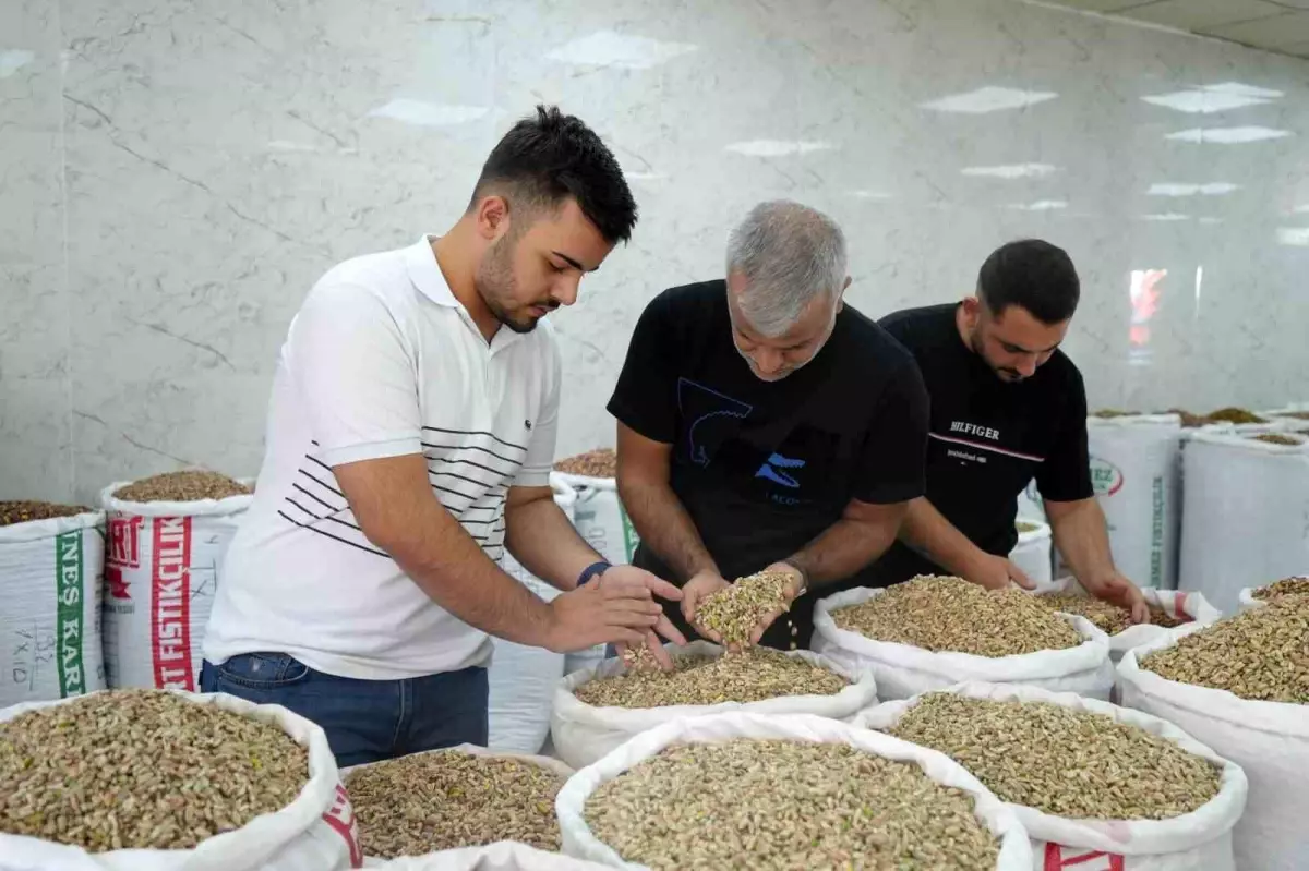 Gaziantep'te Antep Fıstığı Hasadı Tamamlandı: İthalat İzni ve Fiyatlar Üzerindeki Etkisi