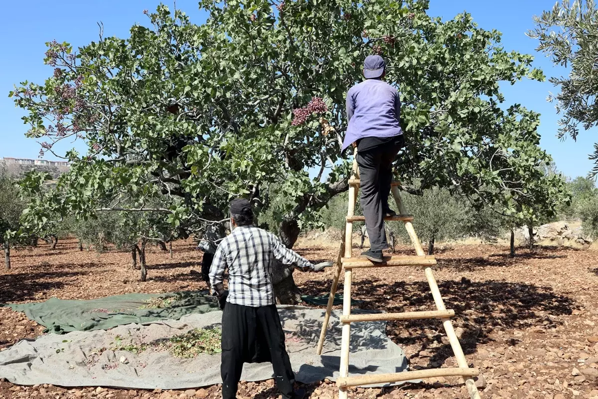 Gaziantep'te Antep Fıstığı Hasadında Rekolte Düşüşü ve Gelecek Endişesi