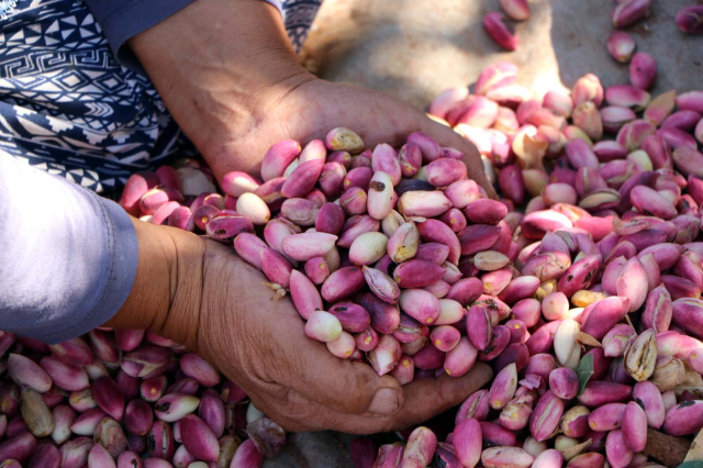Gaziantep'te Antep Fıstığı Hasadında Rekolte Düşüşü ve Gelecek Endişesi