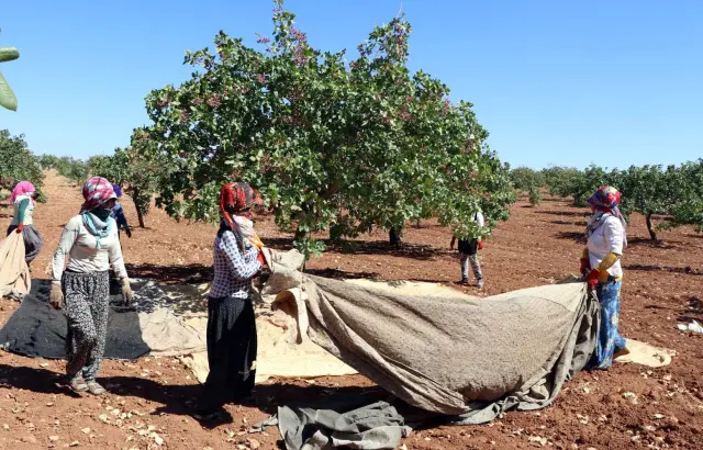 Gaziantep'te Antep Fıstığı Hasadında Rekolte Düşüşü ve Gelecek Endişesi