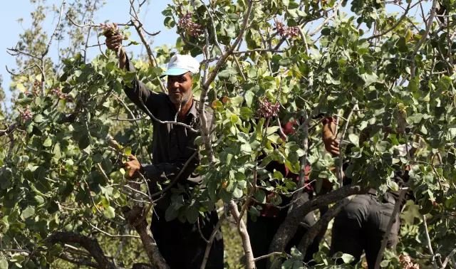 Gaziantep'te Antep Fıstığı Hasadında Rekolte Düşüşü ve Gelecek Endişesi