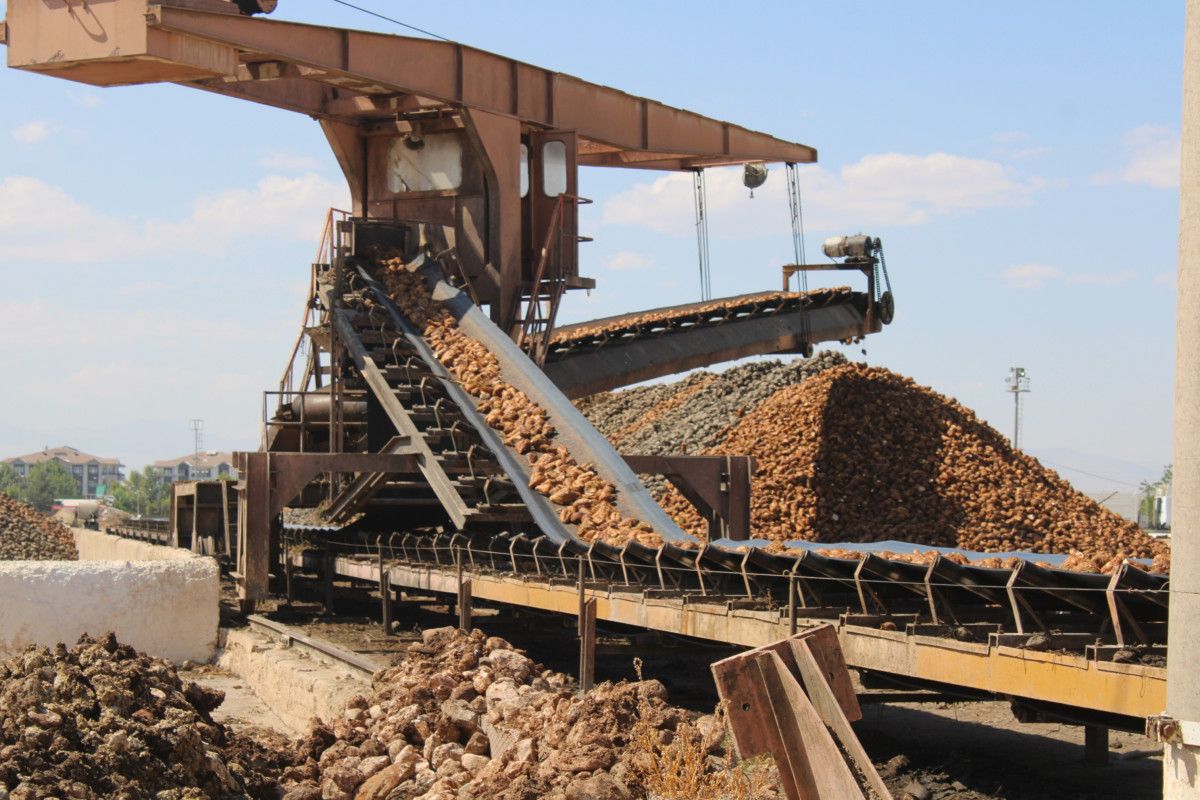 Malatya'da bu yıl 500 bin ton pancar işlenerek 62 bin ton şeker elde edilecek