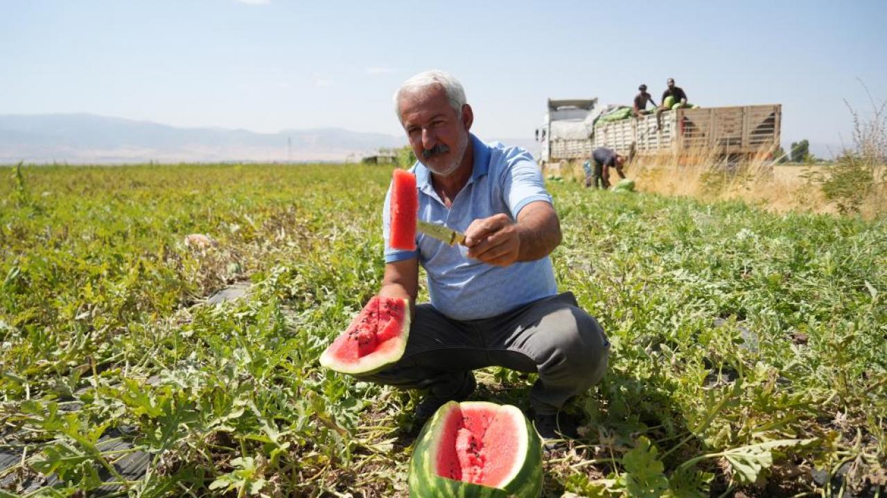 Muş'ta 2 Milyar Liralık Karpuz Hasadı başladı, Gelir Artıyor