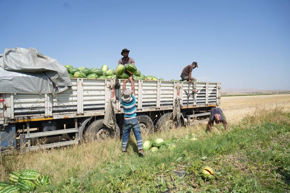 Muş'ta 2 Milyar Liralık Karpuz Hasadı başladı, Gelir Artıyor