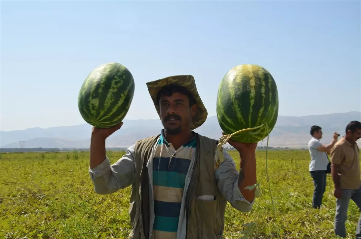 Muş'ta 2 Milyar Liralık Karpuz Hasadı ve Ekonomik Katkısı