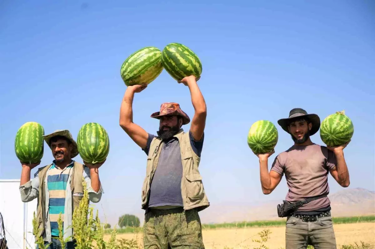 Muş'ta 40 Bin Dekarlık Karpuz Hasadı Başladı: 2 Milyar Liralık Gelir Bekleniyor