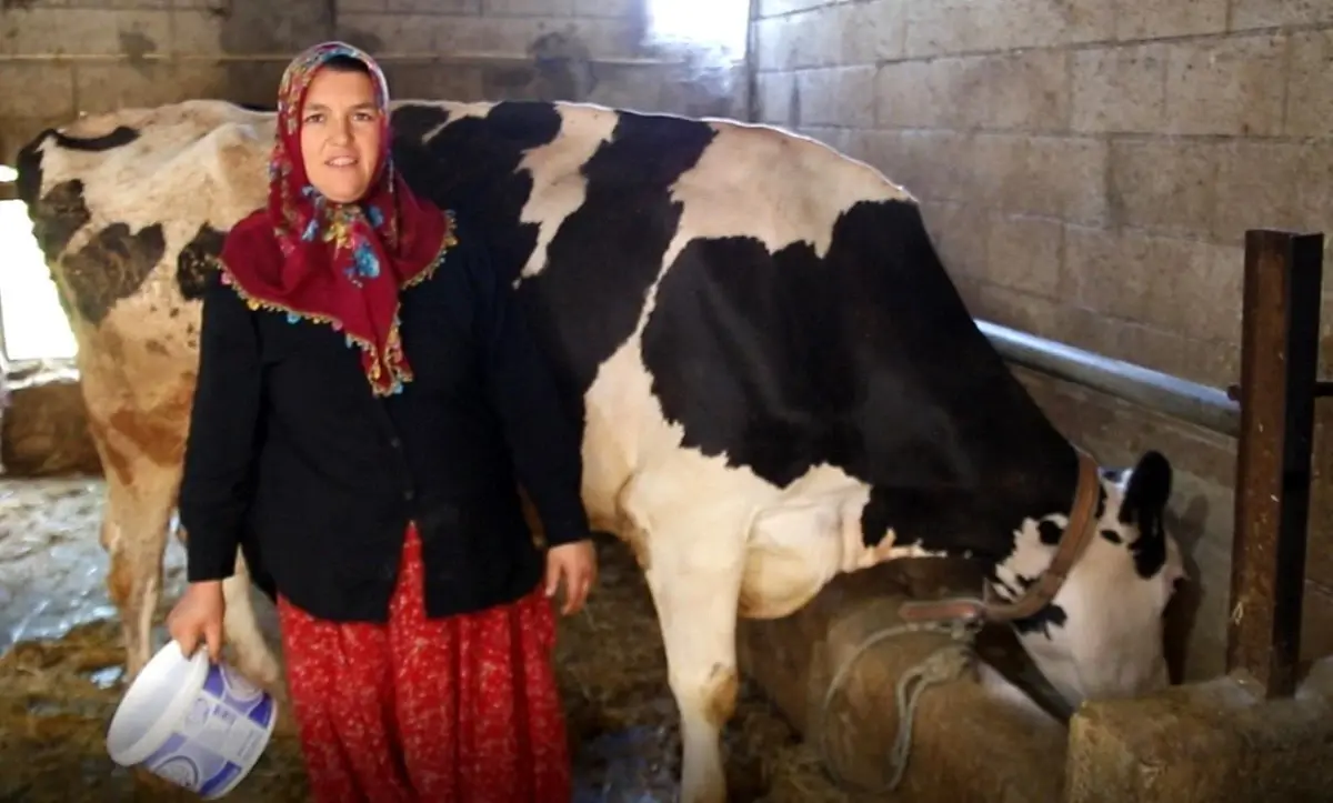 Şahinbey Belediyesinin Süt Sığırcılığı Desteğiyle Yıldız Aslan'ın 17 Hayvana Ulaşan Başarı Hikayesi