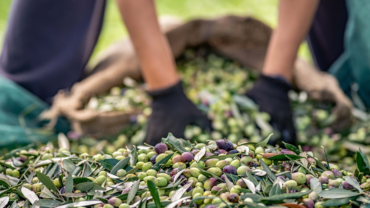 Türkiye'nin En Lezzetli Zeytin Bahçeleri ve Üretim Alanları
