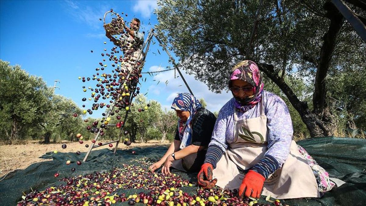 Türkiye'nin En Lezzetli Zeytin Bahçeleri ve Üretim Alanları