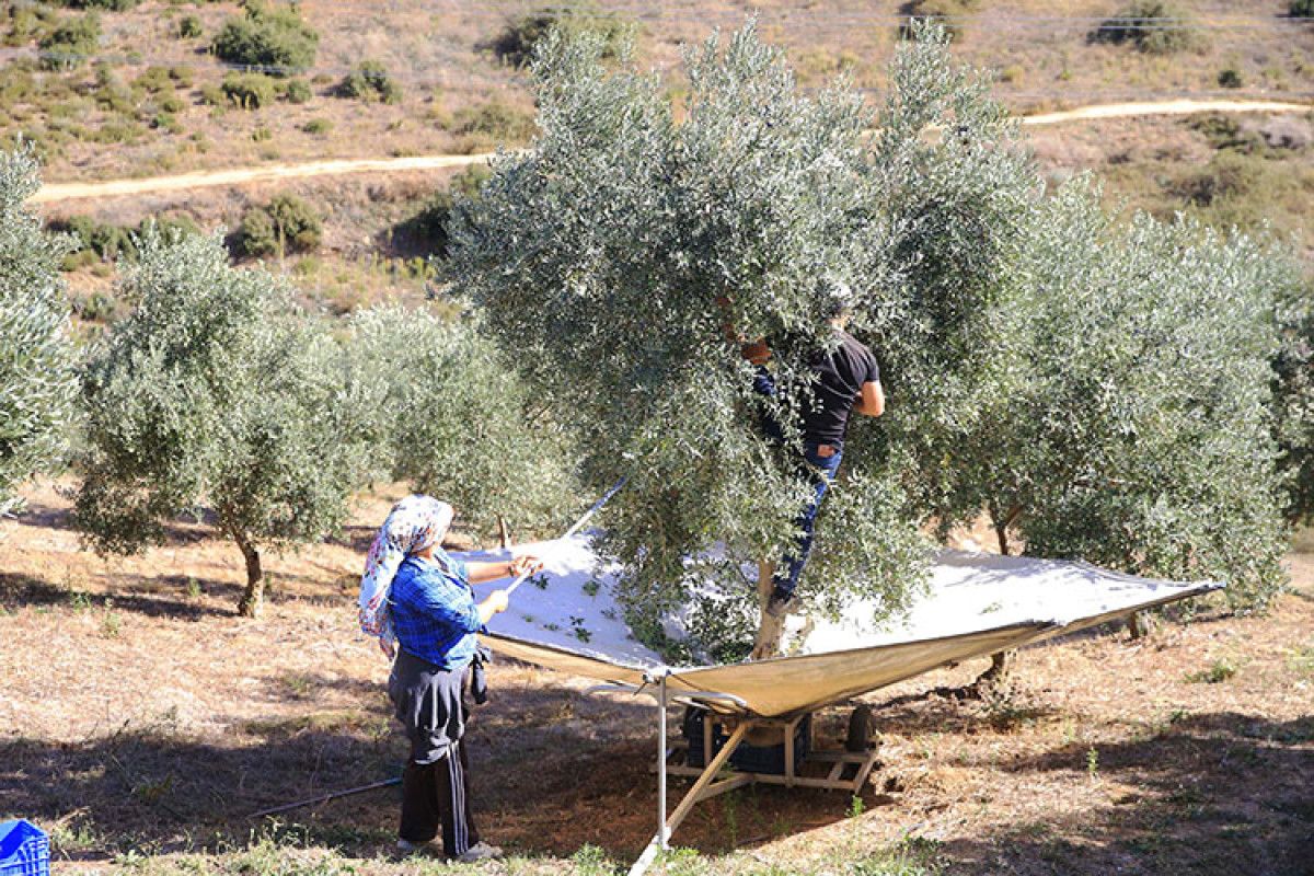 Türkiye'nin En Lezzetli Zeytin Bahçeleri ve Üretim Alanları
