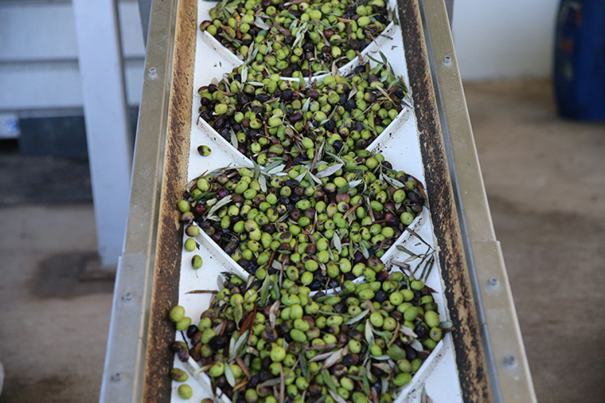 Türkiye'nin En Lezzetli Zeytin Bahçeleri ve Üretim Alanları