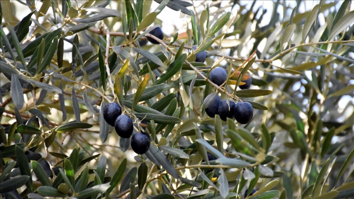 Türkiye'nin En Lezzetli Zeytin Bahçeleri ve Üretim Alanları