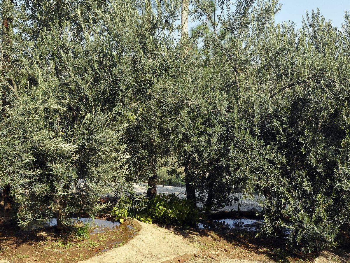 Türkiye'nin En Lezzetli Zeytin Bahçeleri ve Üretim Alanları