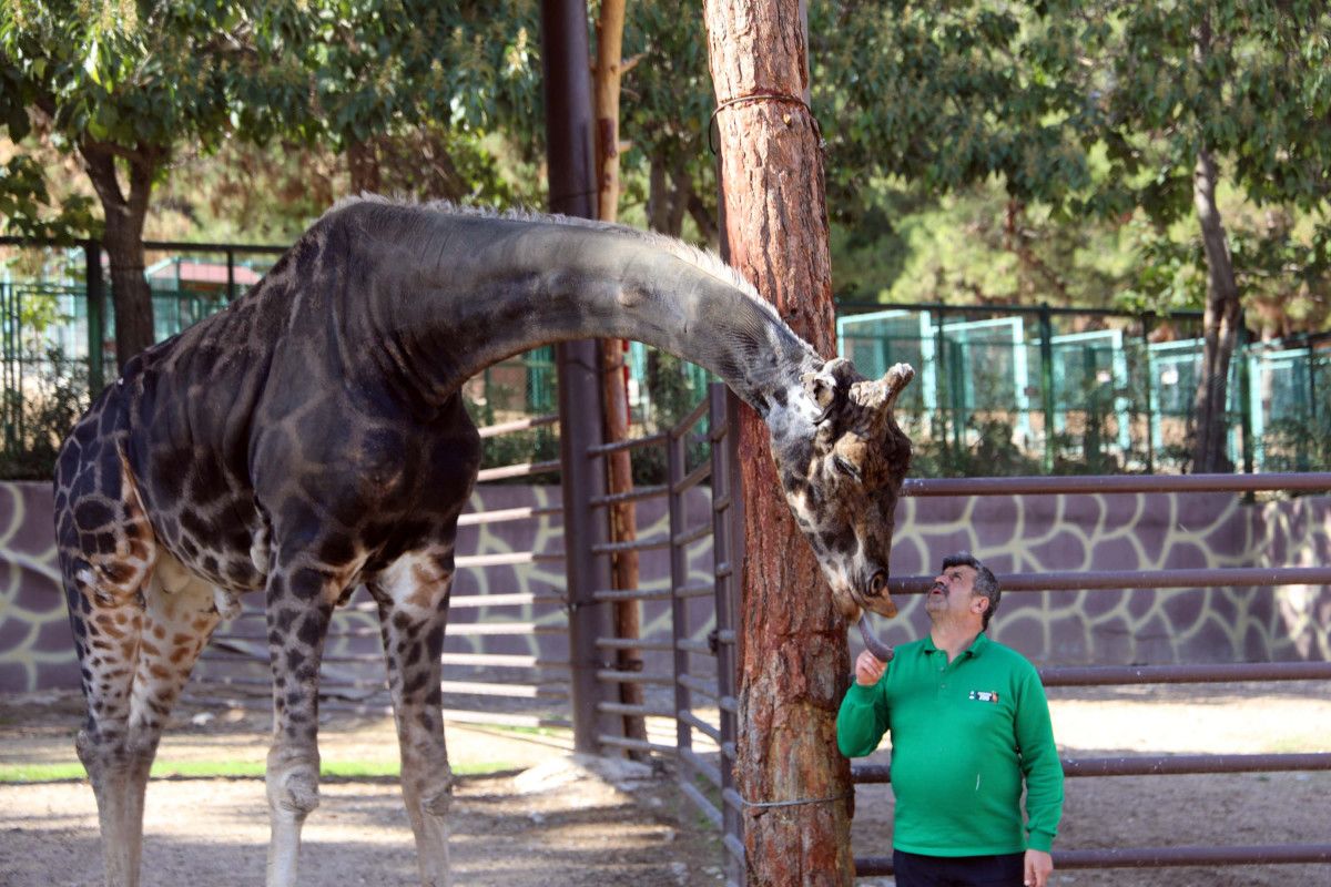 Gaziantep Hayvanat Bahçesi Kışa Hazırlık Çalışmaları ve Ziyaretçi Bilgileri