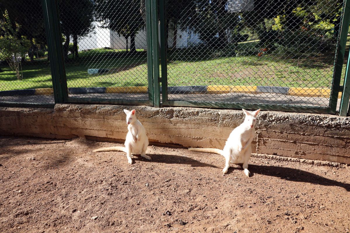 Gaziantep Hayvanat Bahçesi Kışa Hazırlık Çalışmaları ve Ziyaretçi Bilgileri