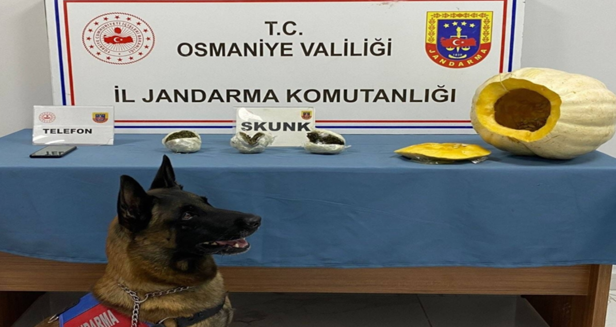 Bal kabağından uyuşturucu çıktı