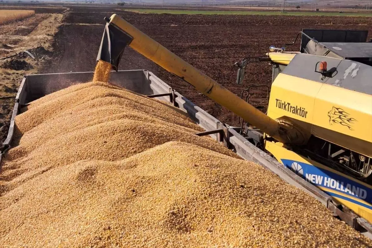 Gaziantep Araban Ovasında Bu Yıl Mısır Hasadı Başladı